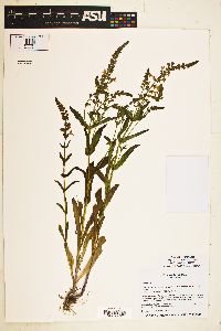 Image of Warnockia scutellarioides