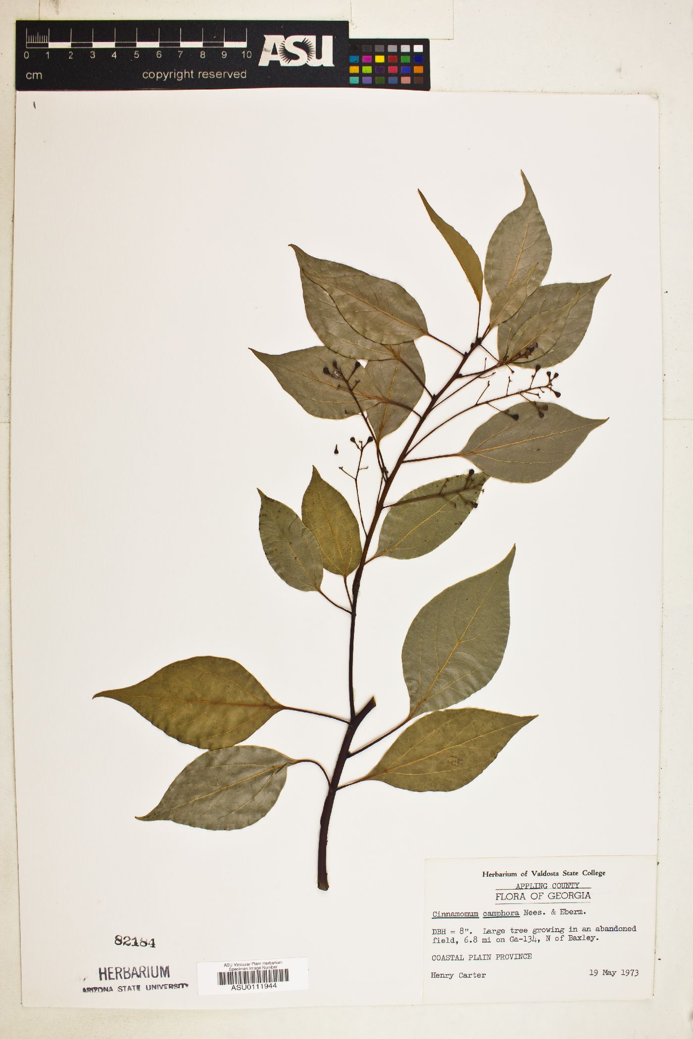 Cinnamomum camphora image