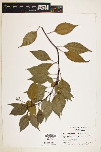 Cinnamomum camphora image