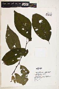 Image of Lindera melissifolia