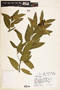 Umbellularia californica image