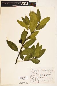 Umbellularia californica image