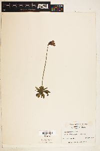 Image of Pinguicula caerulea