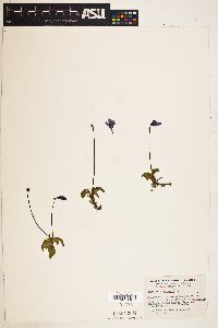 Pinguicula vulgaris image