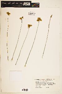 Utricularia cornuta image