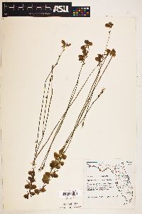 Utricularia cornuta image