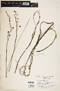 Image of Utricularia floridana