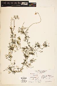 Utricularia purpurea image