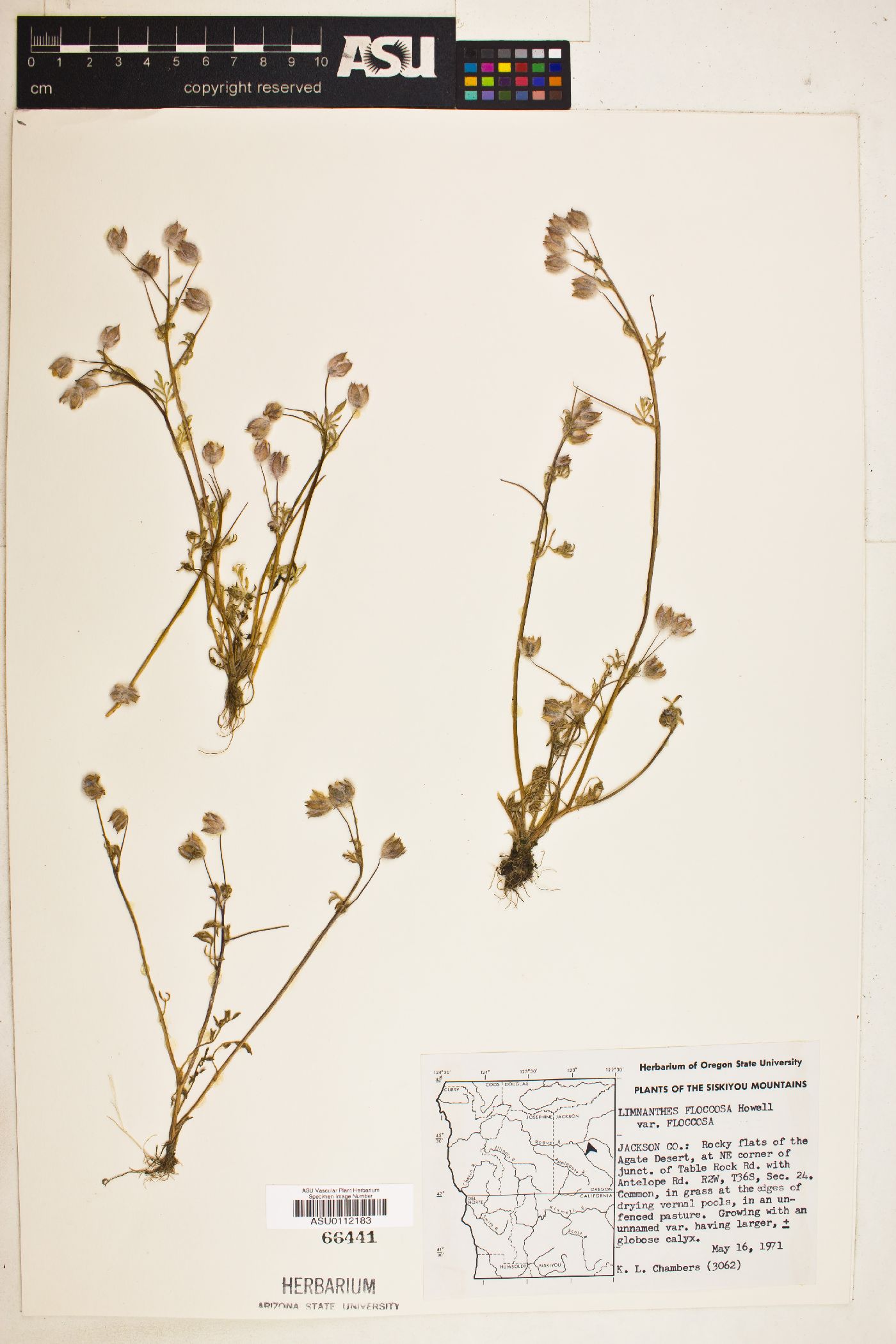 Limnanthes floccosa var. floccosa image