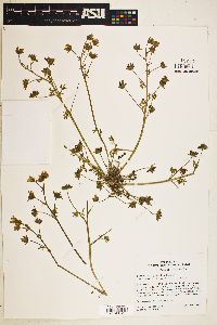 Limnanthes gracilis subsp. parishii image