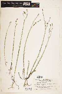 Linum angustifolium image