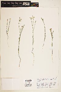 Linum australe var. australe image