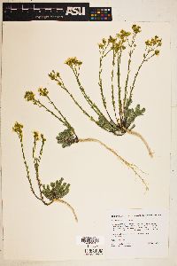 Linum kingii image