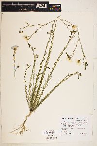 Linum lewisii var. lewisii image