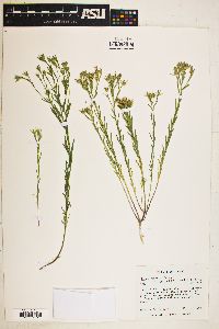 Linum berlandieri var. berlandieri image