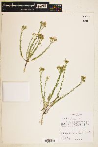 Linum rigidum image