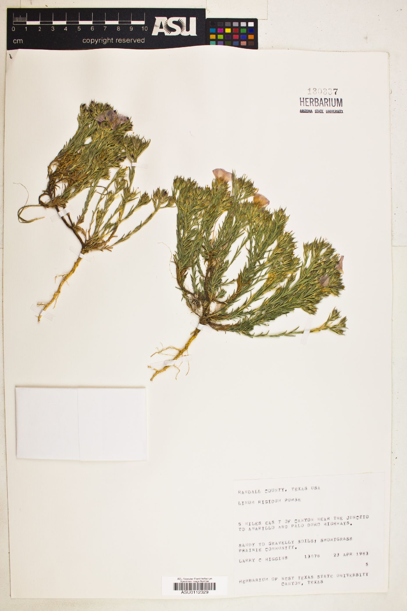 Linum rigidum image