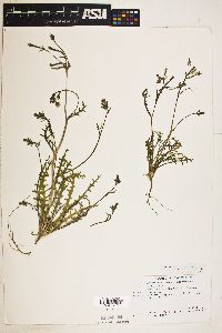 Mentzelia albicaulis image