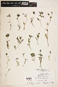 Mentzelia albicaulis image