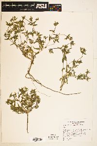 Mentzelia albicaulis image