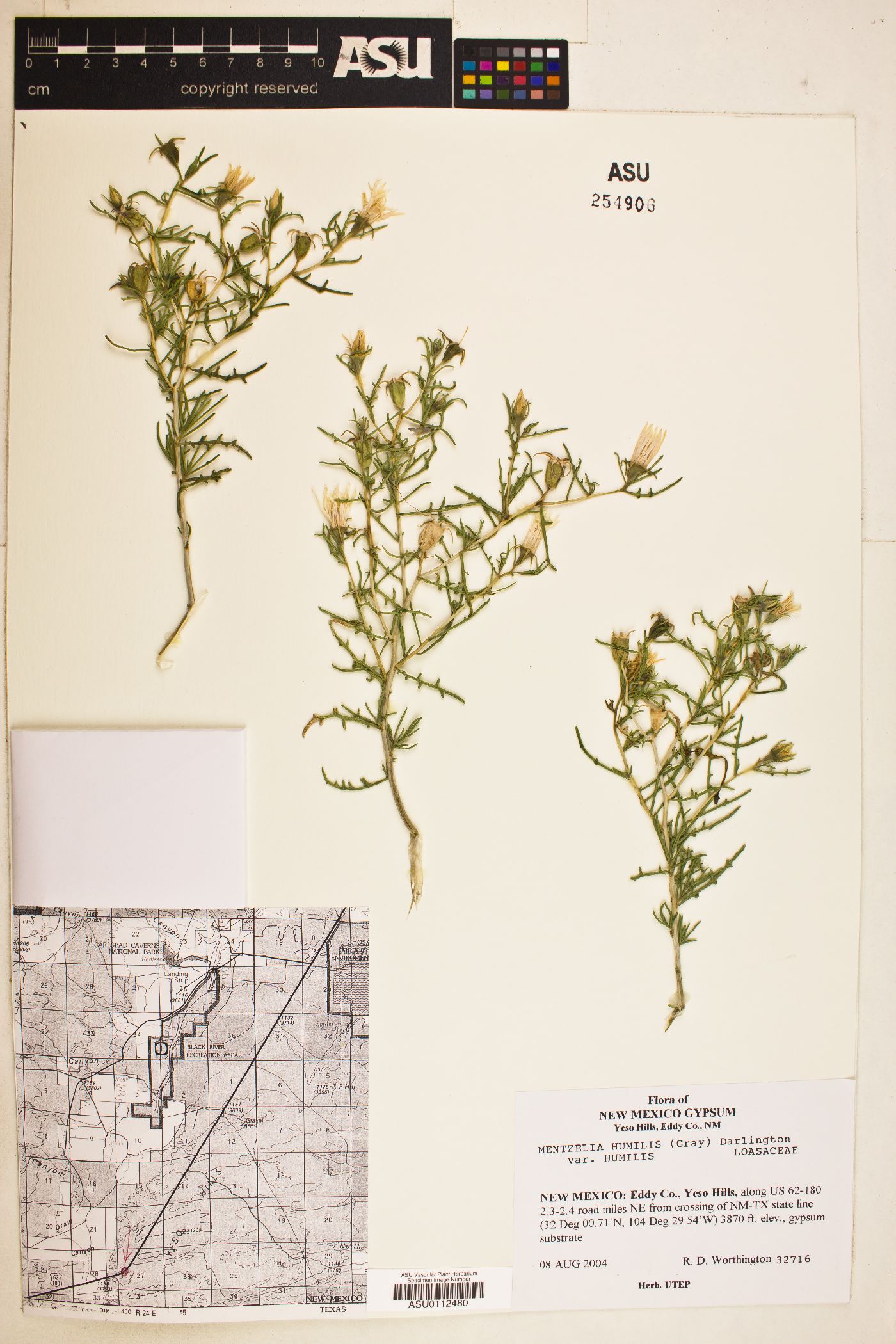 Mentzelia humilis var. humilis image