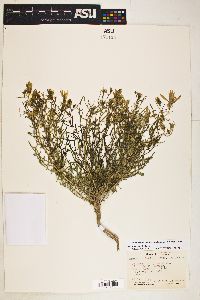 Mentzelia humilis image