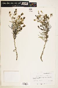 Mentzelia humilis image