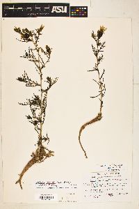 Mentzelia laciniata image