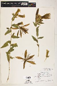 Mentzelia laevicaulis image