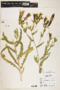 Mentzelia laevicaulis image