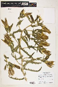 Mentzelia laevicaulis image