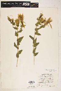 Mentzelia laevicaulis image