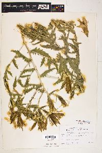 Mentzelia laevicaulis image