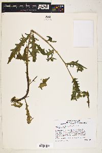 Image of Mentzelia micrantha