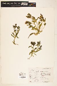 Mentzelia mollis image