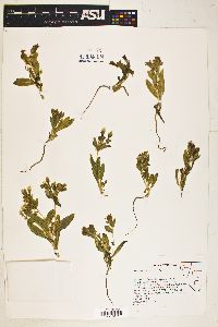 Mentzelia mollis image