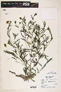 Mentzelia multiflora image