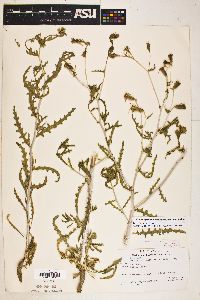 Mentzelia multiflora image