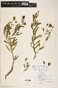 Mentzelia multiflora image