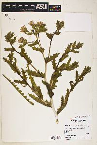 Mentzelia multiflora image