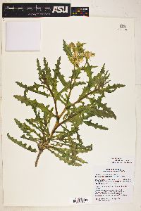 Mentzelia multiflora image