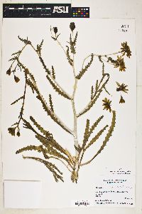 Mentzelia multiflora image