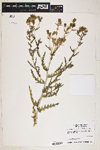 Mentzelia multiflora image