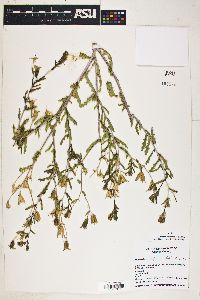 Mentzelia multiflora image