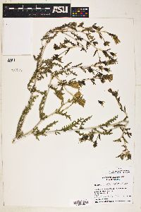 Mentzelia multiflora image