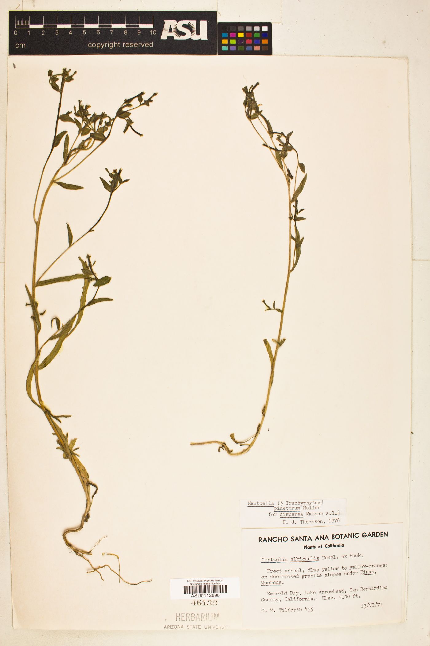 Mentzelia pinetorum image
