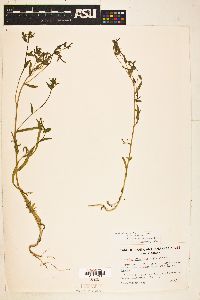 Mentzelia pinetorum image