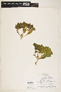 Mentzelia reflexa image