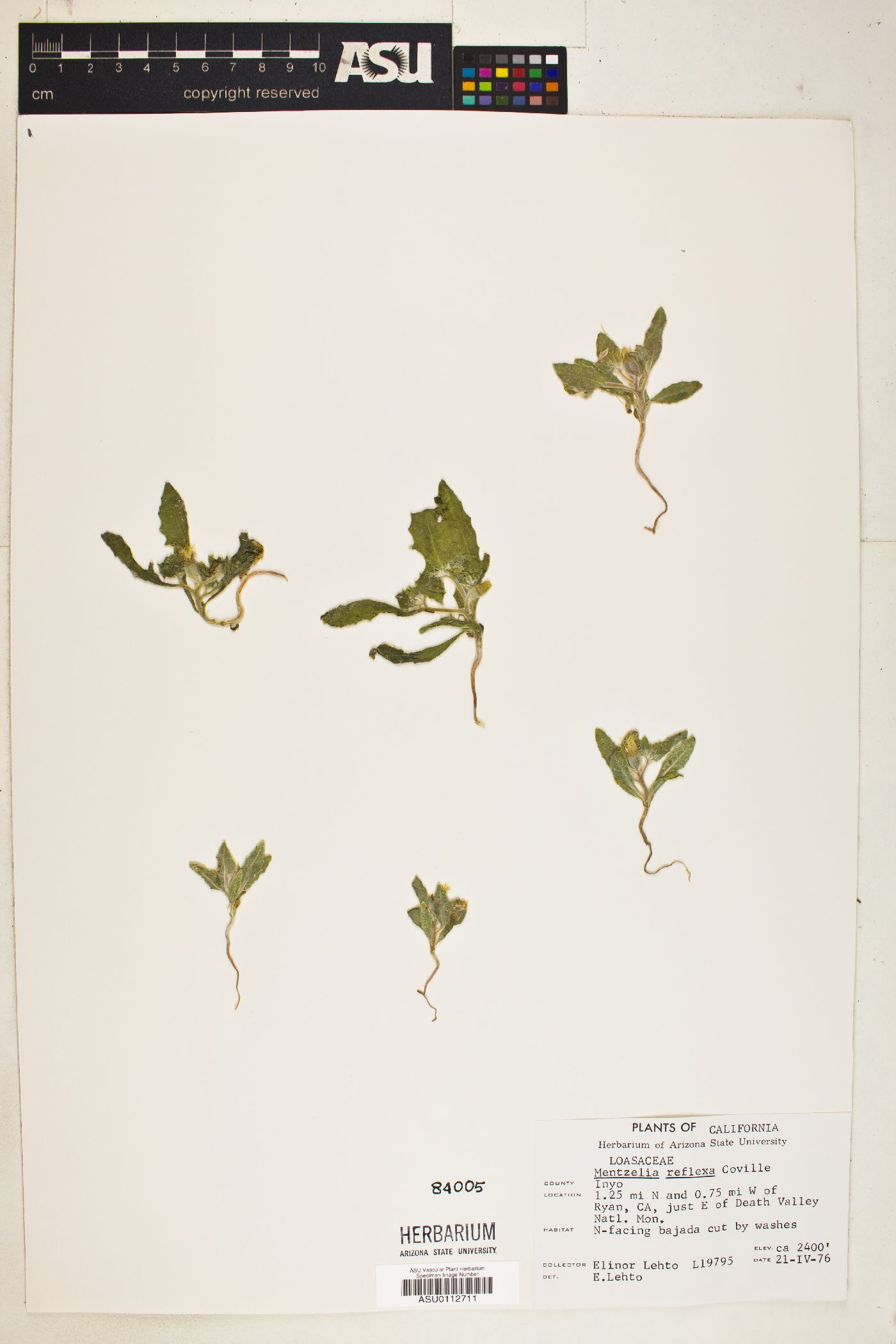 Mentzelia reflexa image