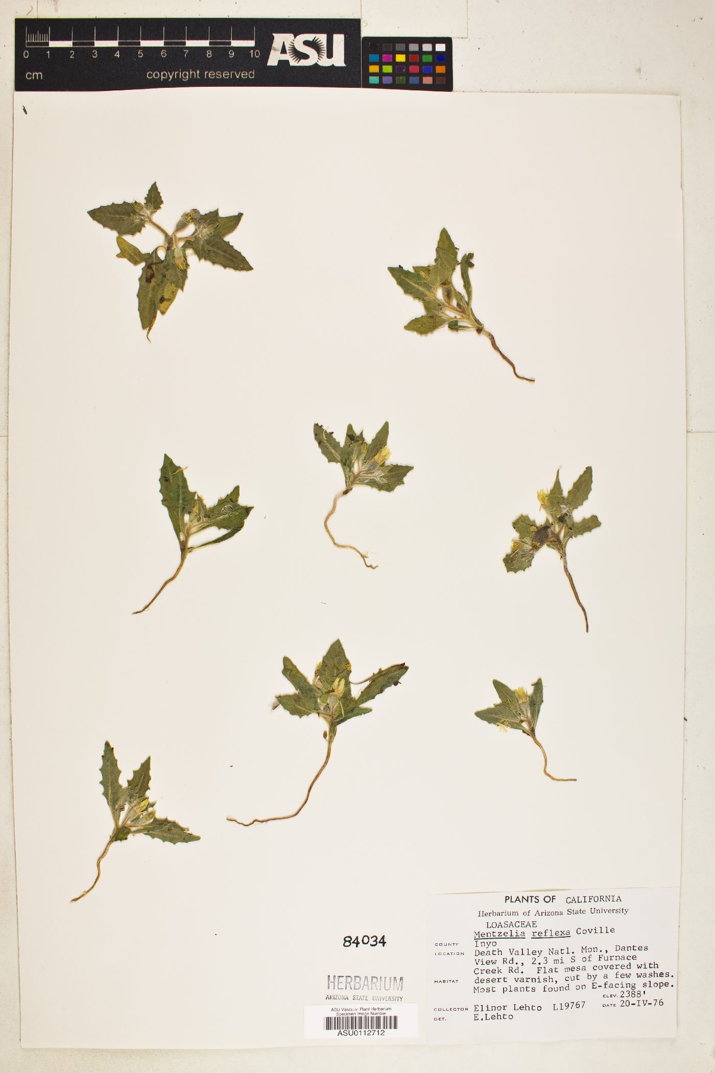 Mentzelia reflexa image